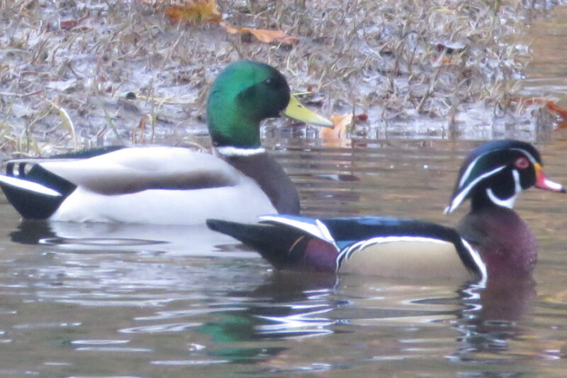 The Genesis and Evolution of Ecopsychology’s Digital Frontier: A Chronicle of ICE and its Enduring Relevance