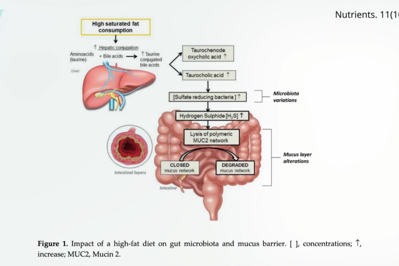 Common Drugs, Foods, and Beverages Can Disrupt the Integrity of Our Intestinal Barrier, Causing a Leaky Gut