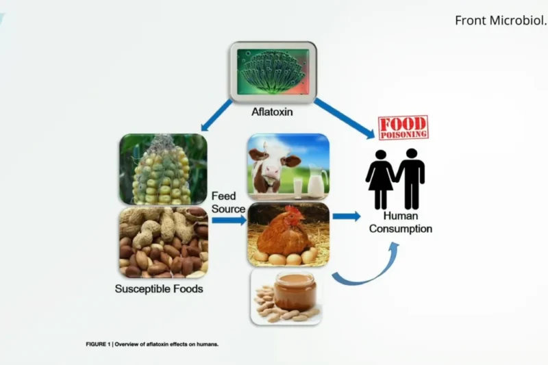 Is "toxic mold syndrome" a real thing? What do we do about toxic mold contamination of food?