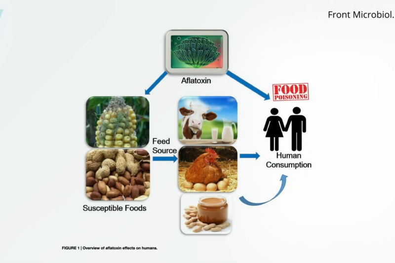 Is "toxic mold syndrome" a real thing? What do we do about toxic mold contamination of food?