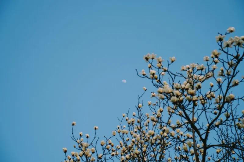 The Illusion of Reality: Unpacking the Dzogchen Doctrine of Mind’s Display