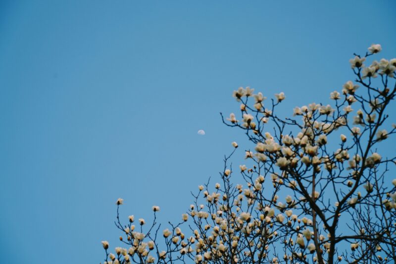 The Unveiling of Mind: Dudjom Lingpa’s Wisdom and the Dzogchen Path to Liberation