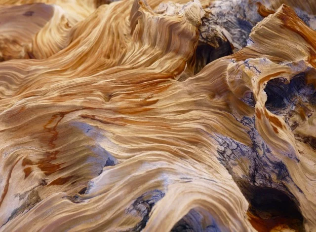 An Enduring Connection: David Malinsky’s Deep Dive into the Ancient Majesty of Great Basin Bristlecone Pines