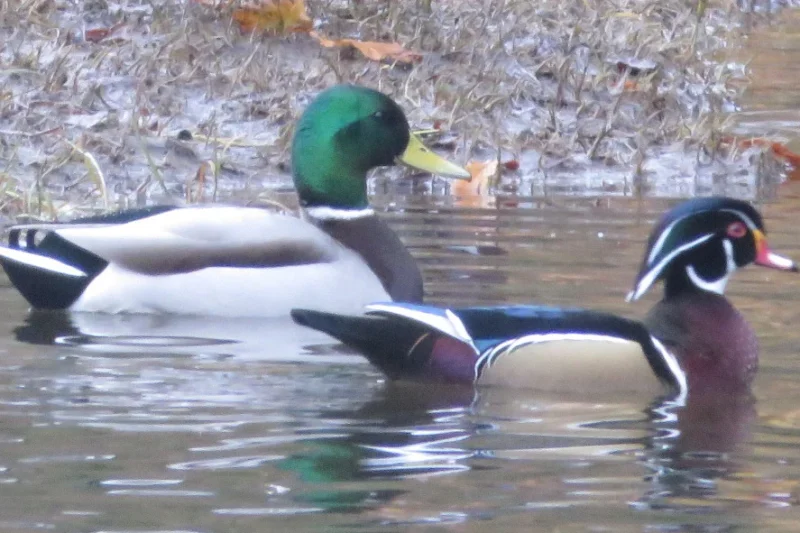 The Evolution of Online Ecopsychology Communities: From Humble Beginnings to a Mainstream Movement