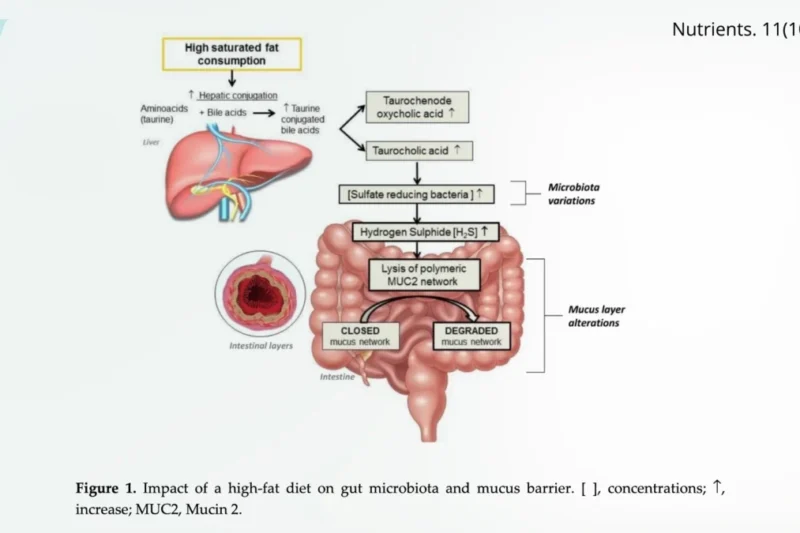 The Leaky Gut Phenomenon: Common Culprits and Emerging Health Concerns