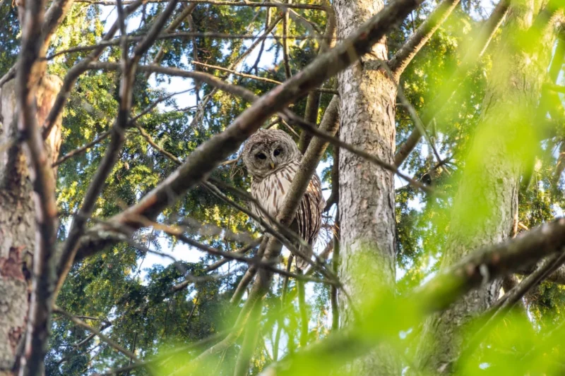 The Soul Before the Name: How Birding and Buddhism Cultivate Inner Peace and Connection