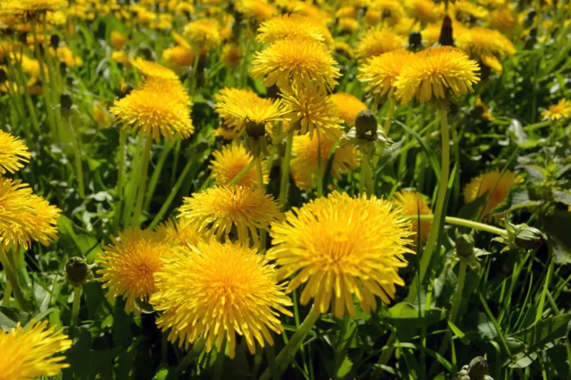Reindigenizing Our Relationship with the Land: Foraging as a Pathway to Belonging and Resilience in a Polycrisis World