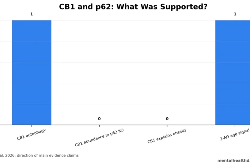 A New Study Refines Understanding of CB1 Receptor Turnover and p62-Related Obesity Mechanisms