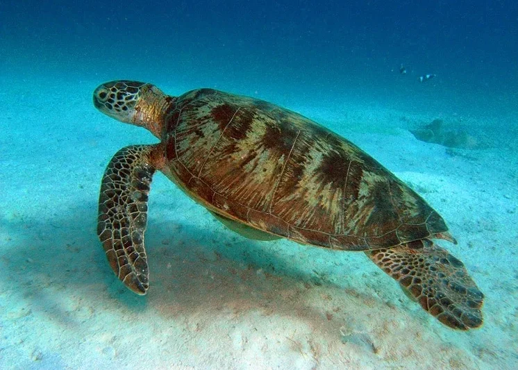 7 Unique Experiences of Galapagos Cruises