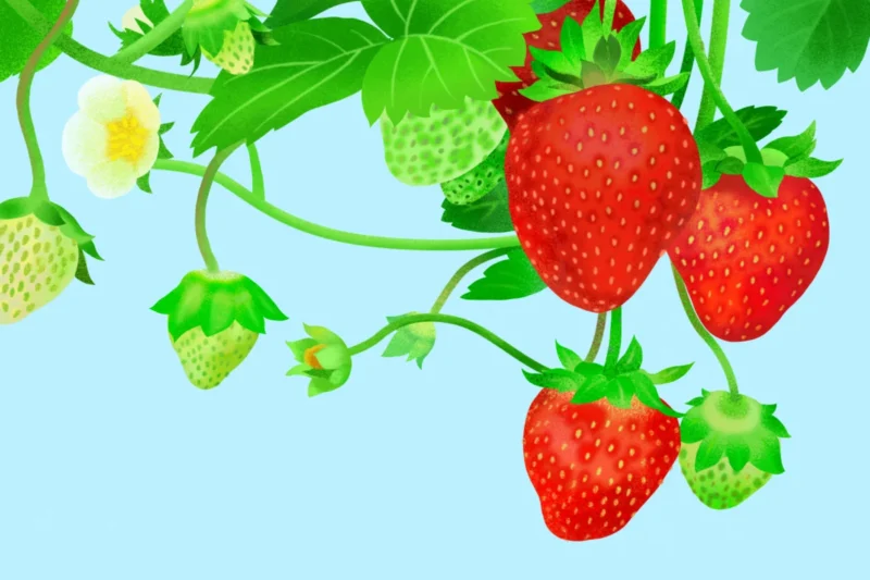 Summer Season Word: Strawberry Captures Fleeting Moments and Profound Connections