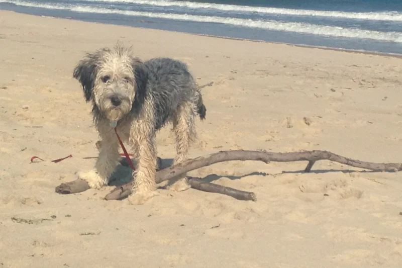 The Illusion of Chains: Canine Freedom and Human Confinement