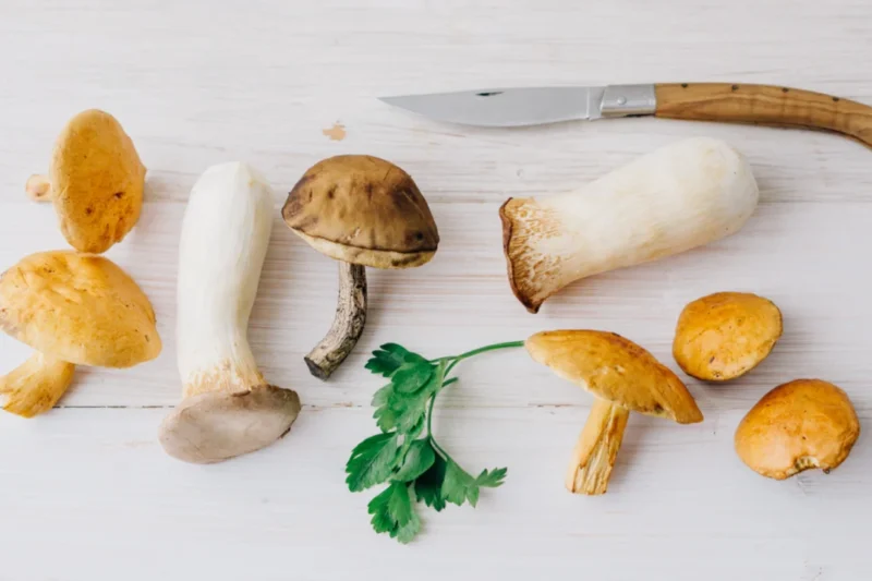 The Mysterious Mushroom Compound: Ergothioneine and the Quest for Healthy Aging