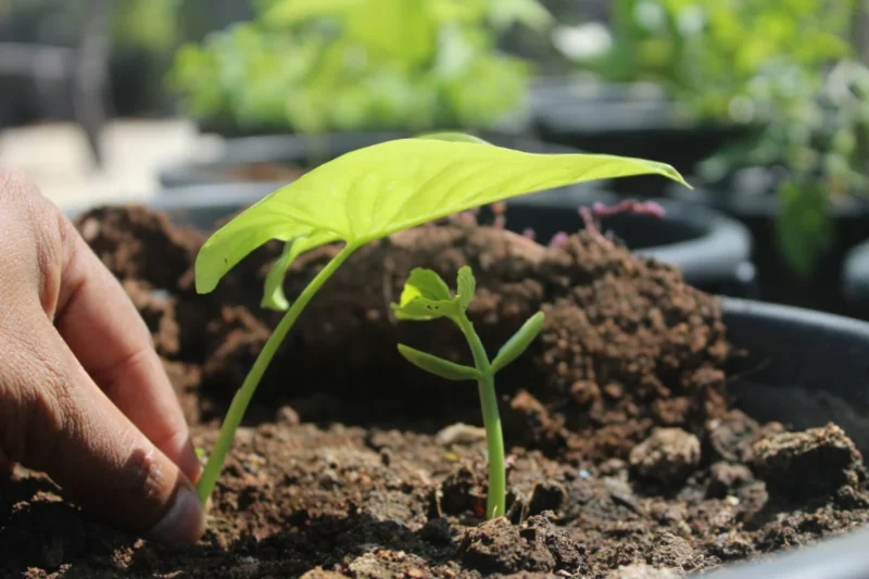 The Dharma’s True Root: Unearthing Essential Conditions for Spiritual Growth Beyond Traditional Boundaries