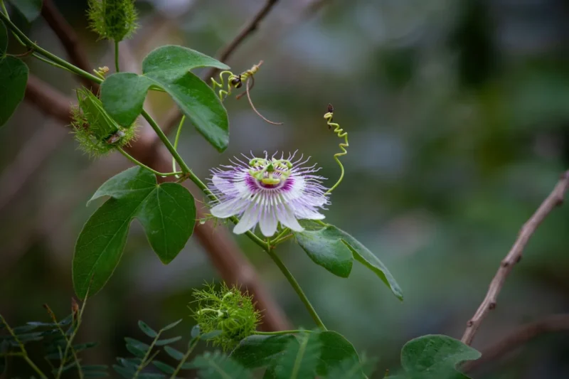 The Gardener of My Soul: Finding Renewal Amidst Cancer’s Uncertainty