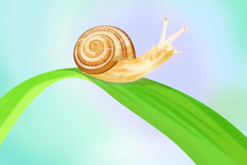 The Tricycle Haiku Challenge Celebrates the Snail’s Deeper Meanings