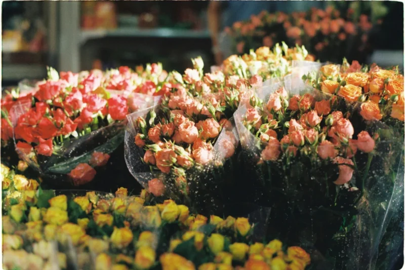 What flowers can teach us about gratitude, generosity, and letting go